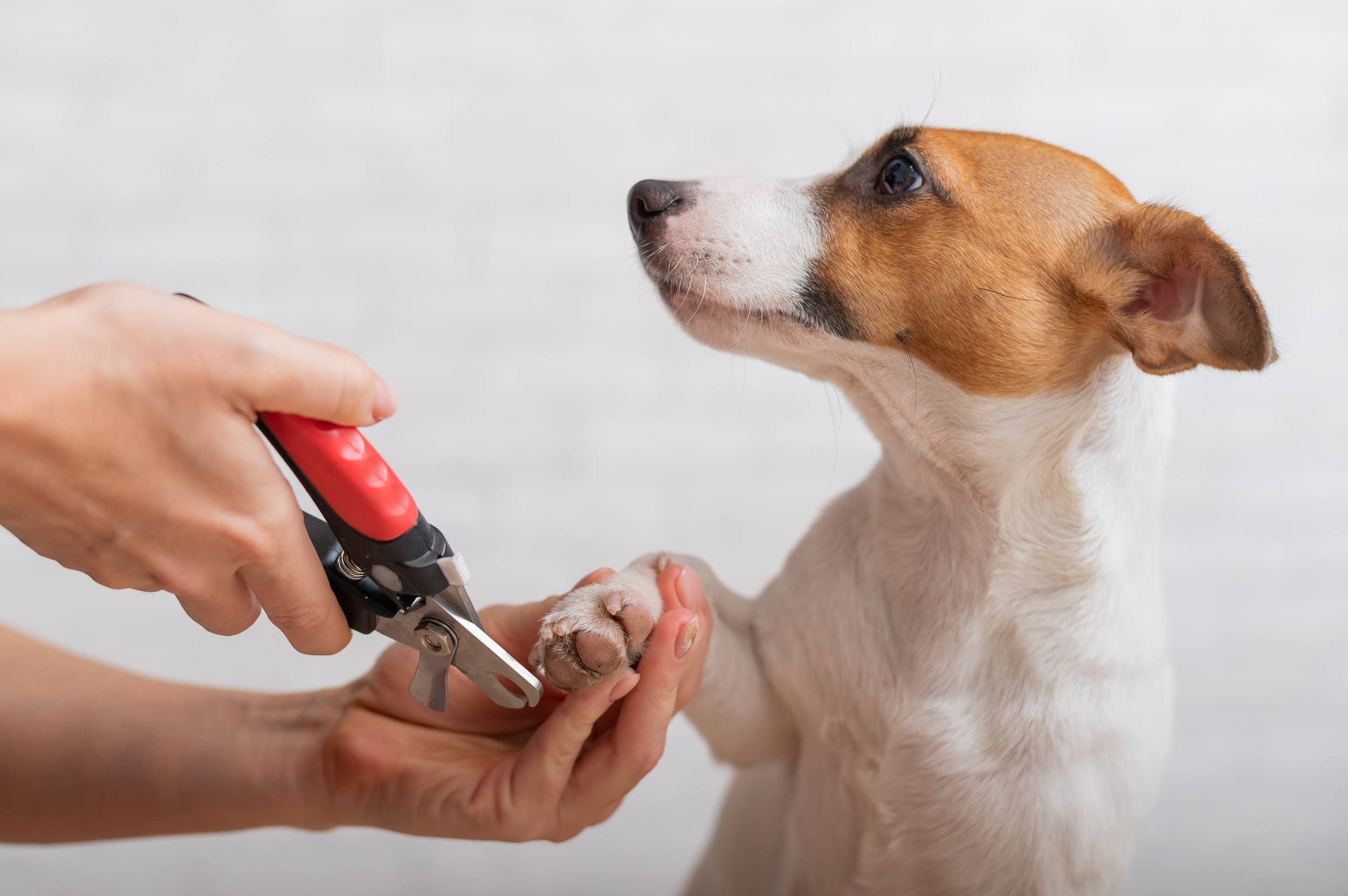 Pet Community - What is the right age to cut dog's nails?